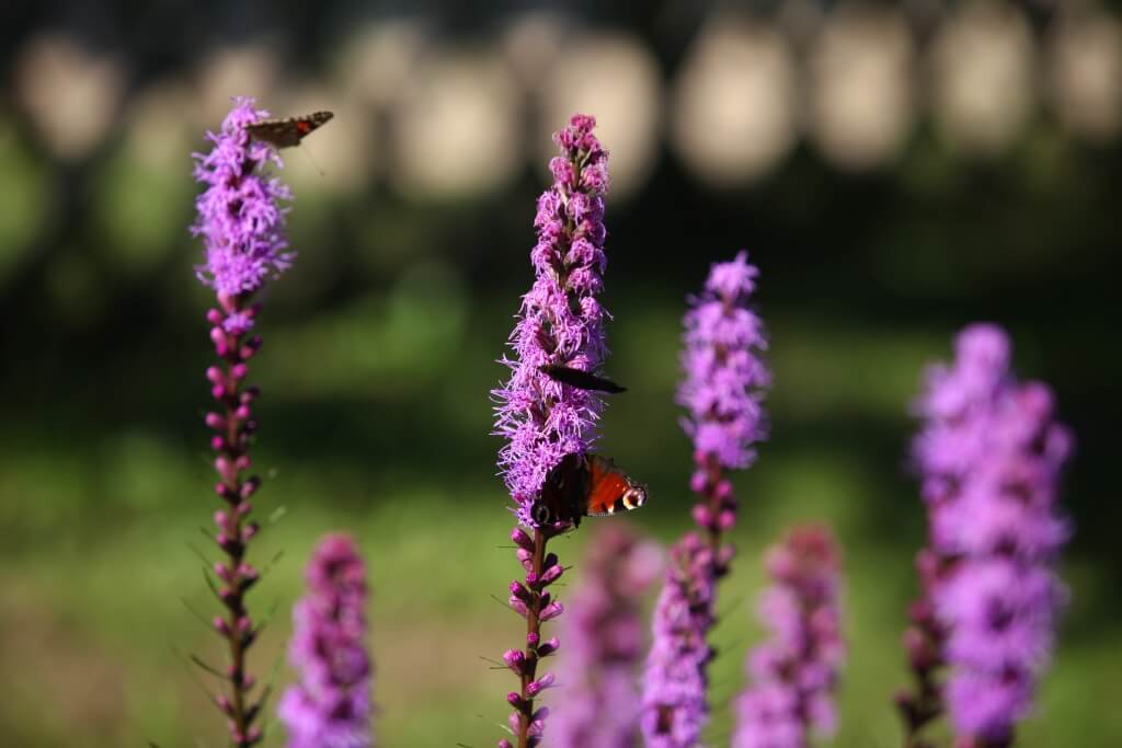 Ślub blisko natury foto 3